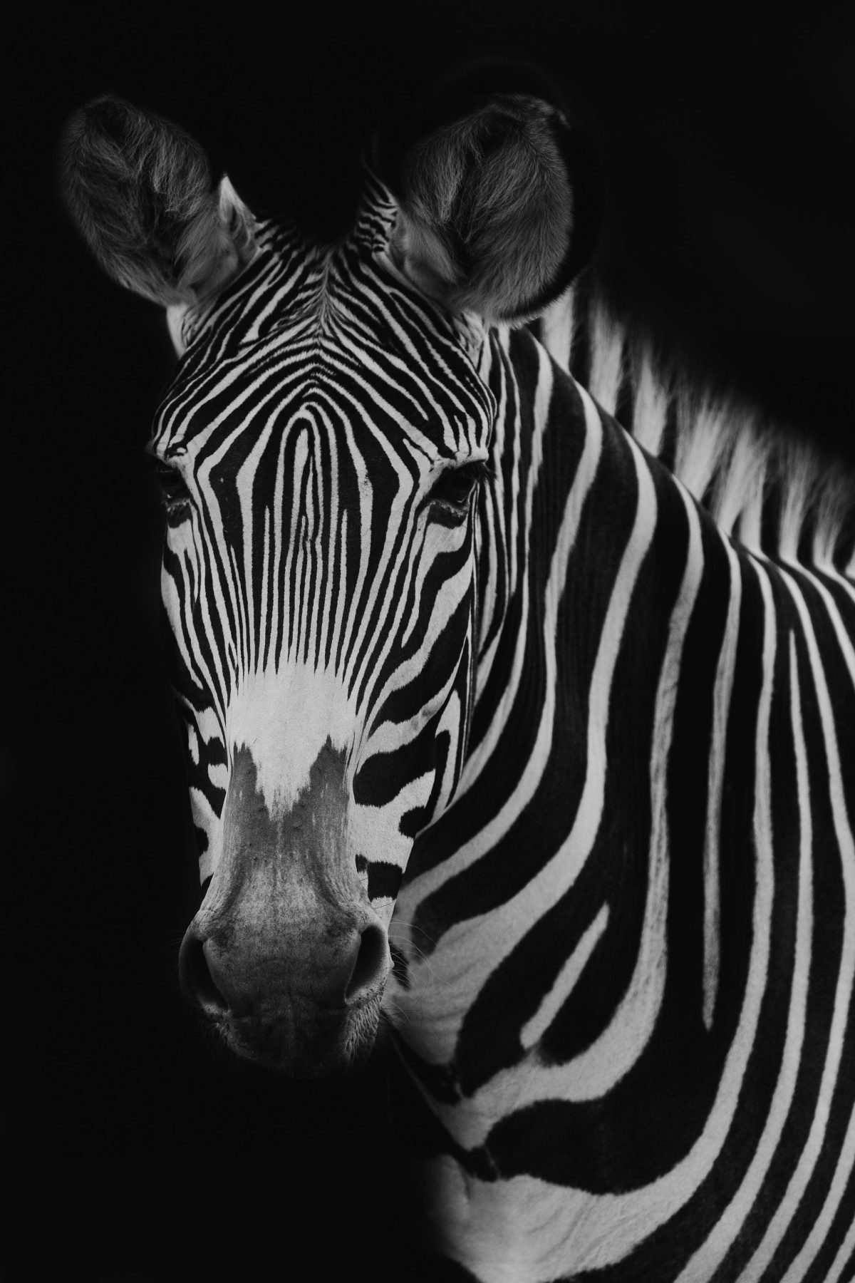 Zebra Ausdrucken Kinder